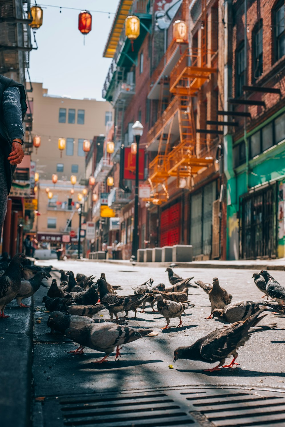 a flock of birds standing on the side of a road