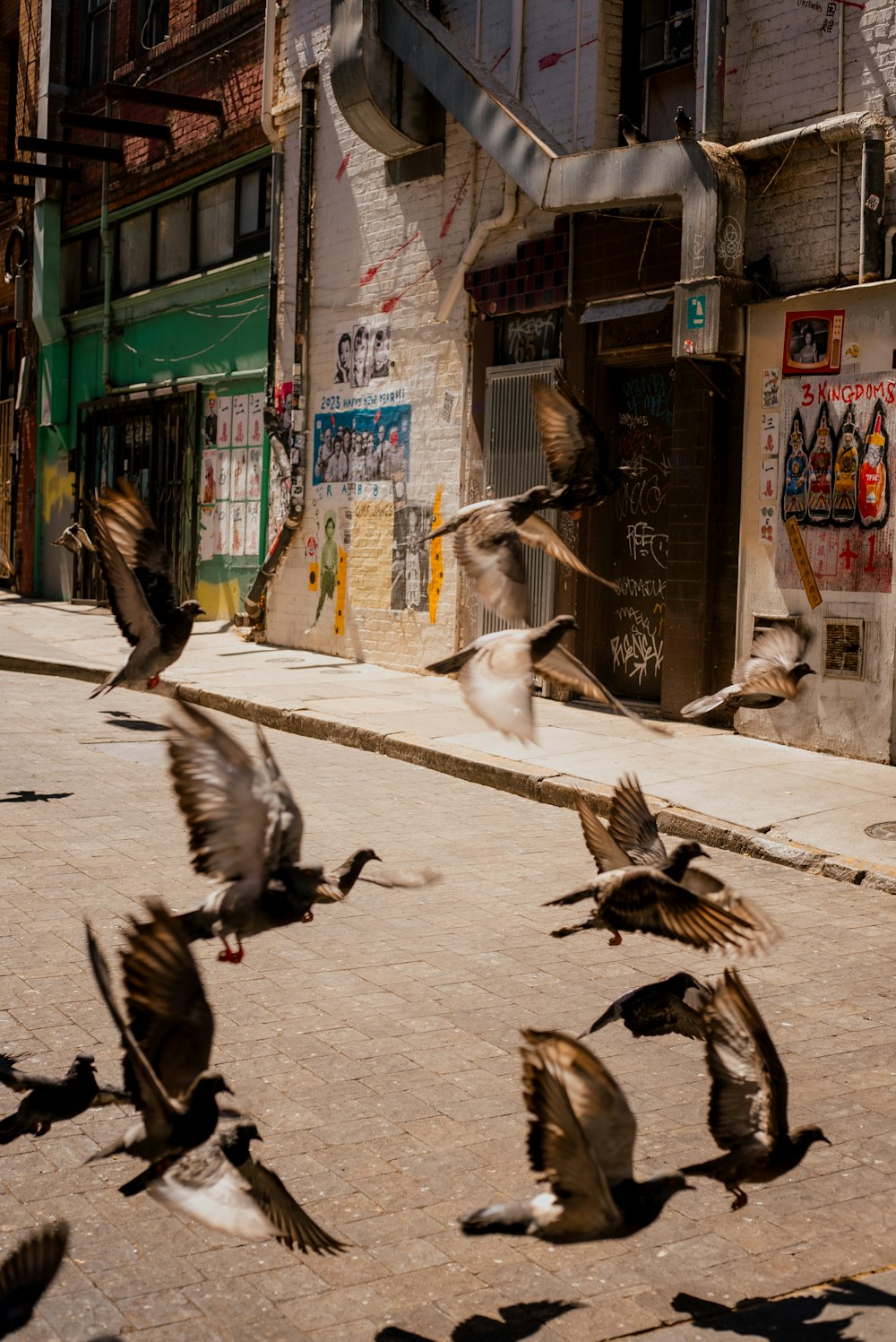 a flock of birds flying over a street