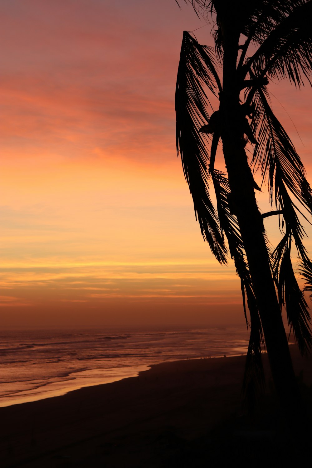 a palm tree on the beach at sunset
