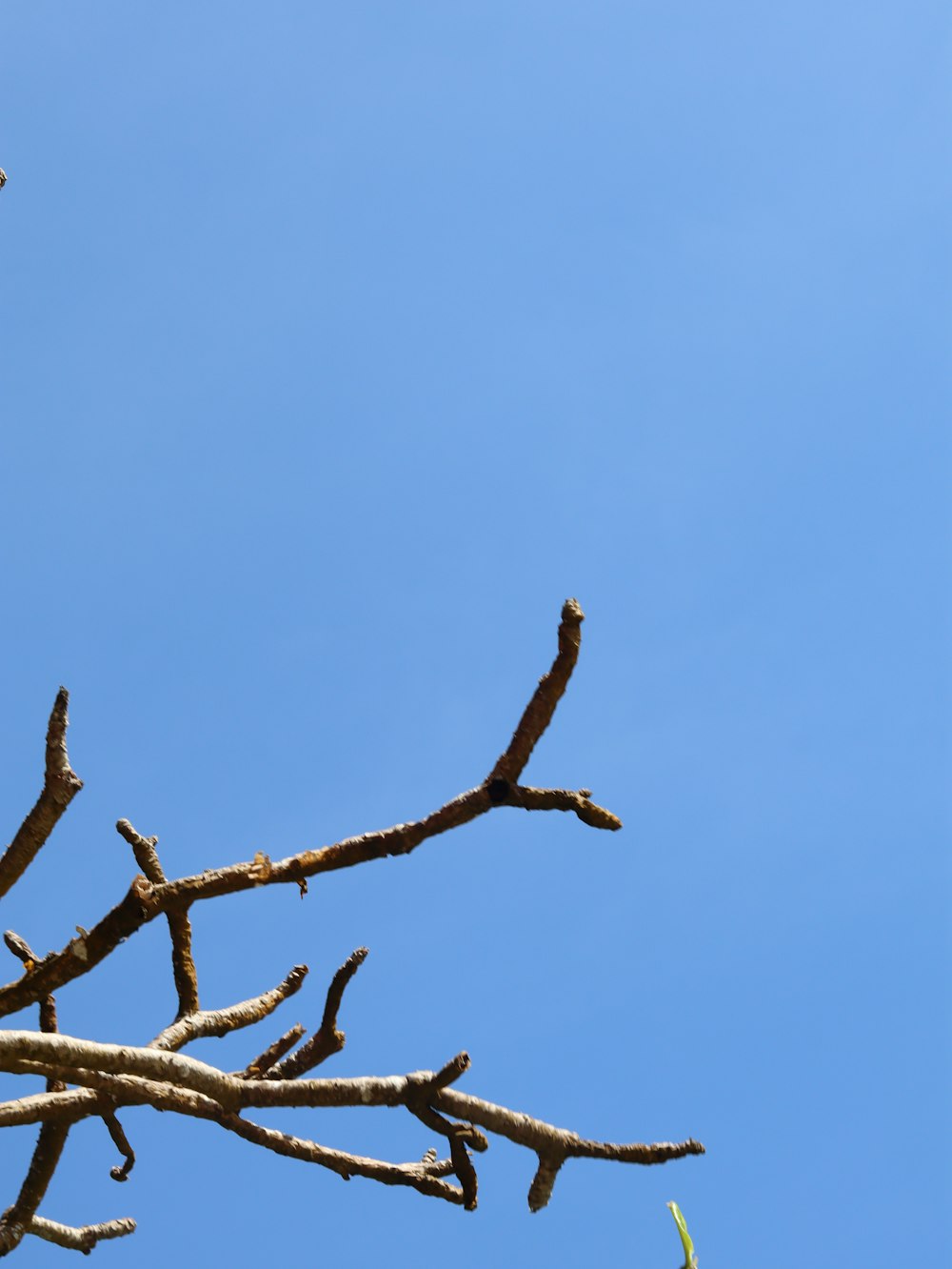 a bird sitting on a tree branch with a blue sky in the background