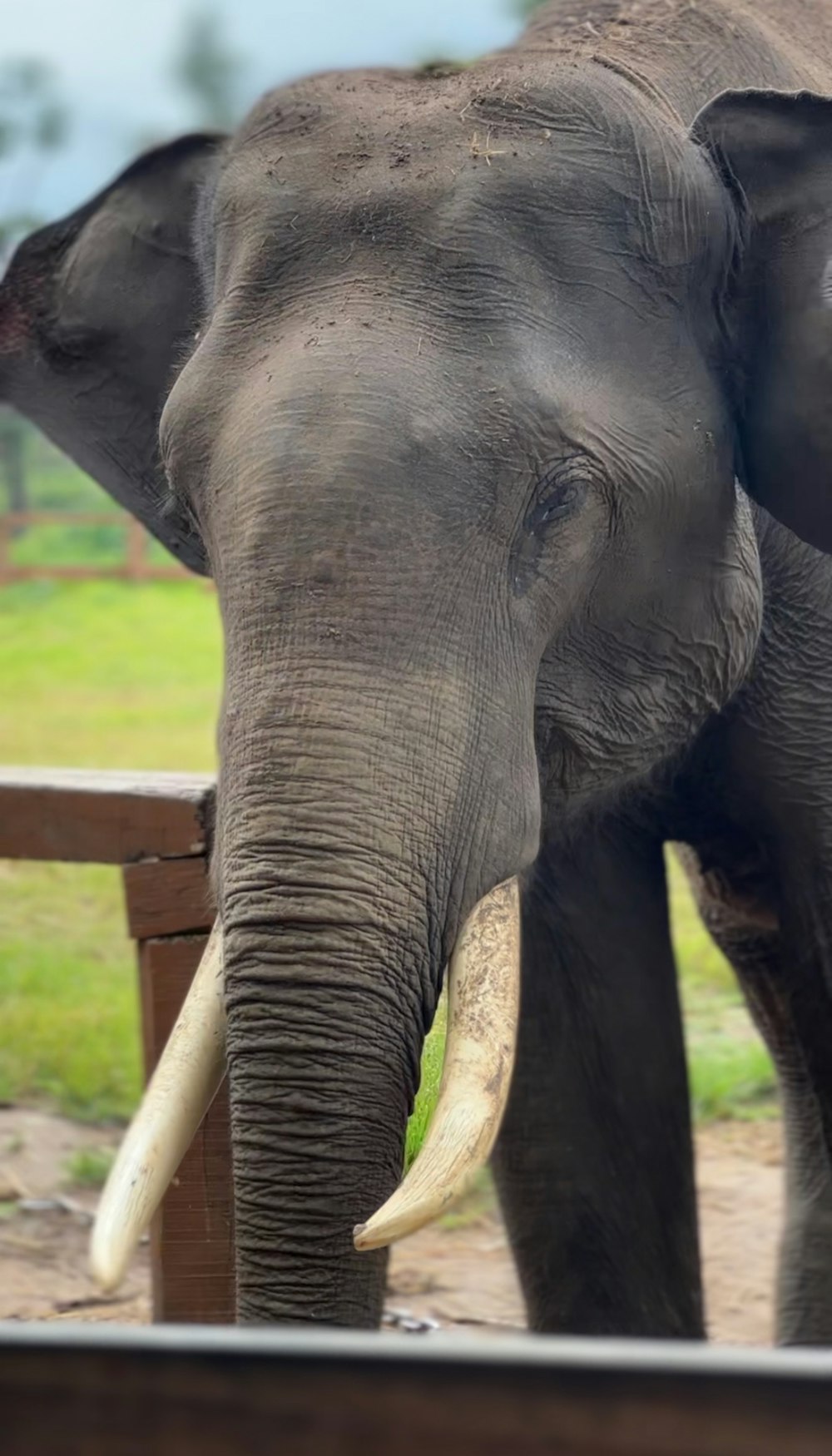 a large elephant standing next to a wooden fence