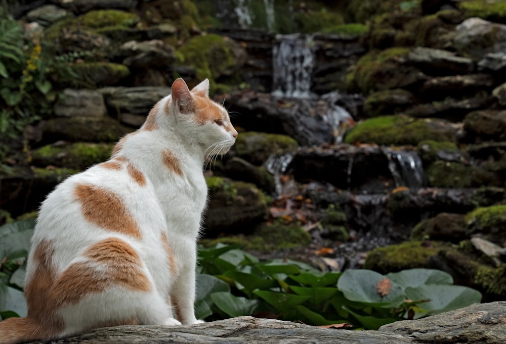 um gato sentado em uma rocha perto de uma cachoeira