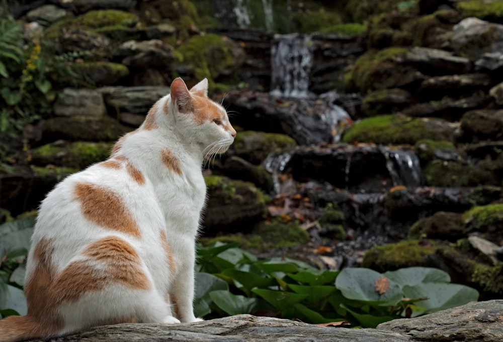 a cat sitting on a rock near a waterfall