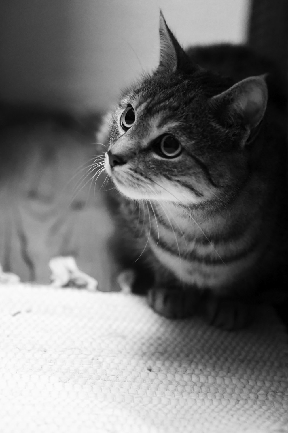 a black and white photo of a cat