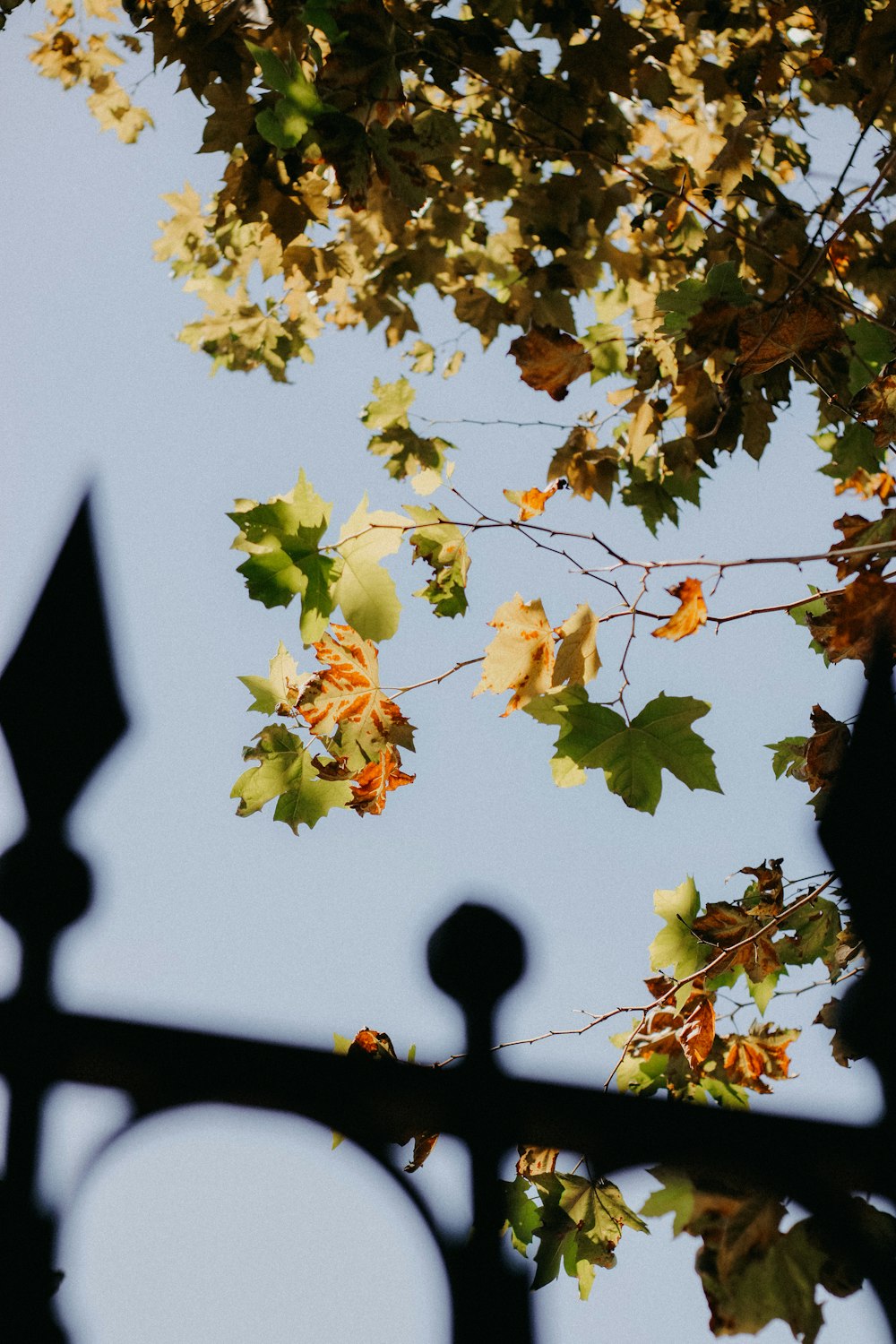 a clock on a pole in front of a tree