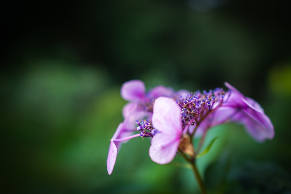 a close up of a purple flower with a blurry background