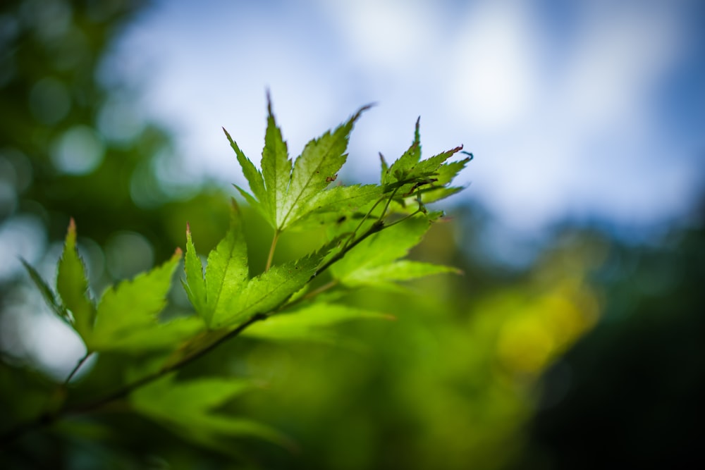 a close up of a green leaf on a tree