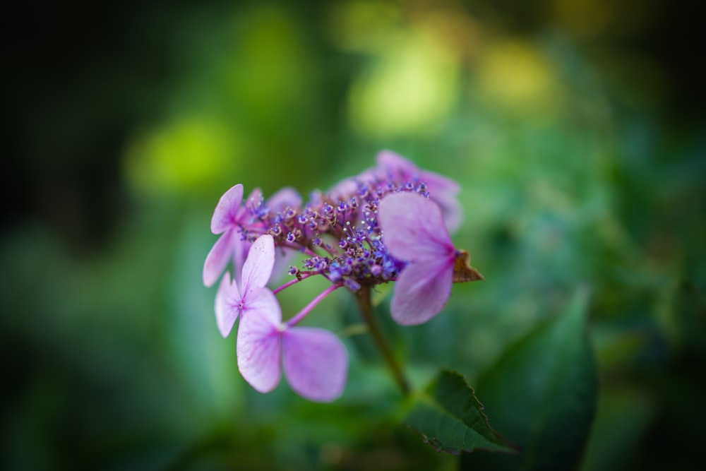 a close up of a purple flower with a blurry background