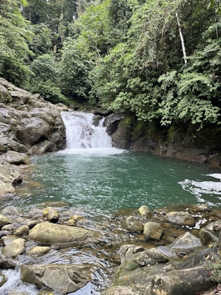 Clear water droplets falling into a serene blue pool surrounded by green foliage