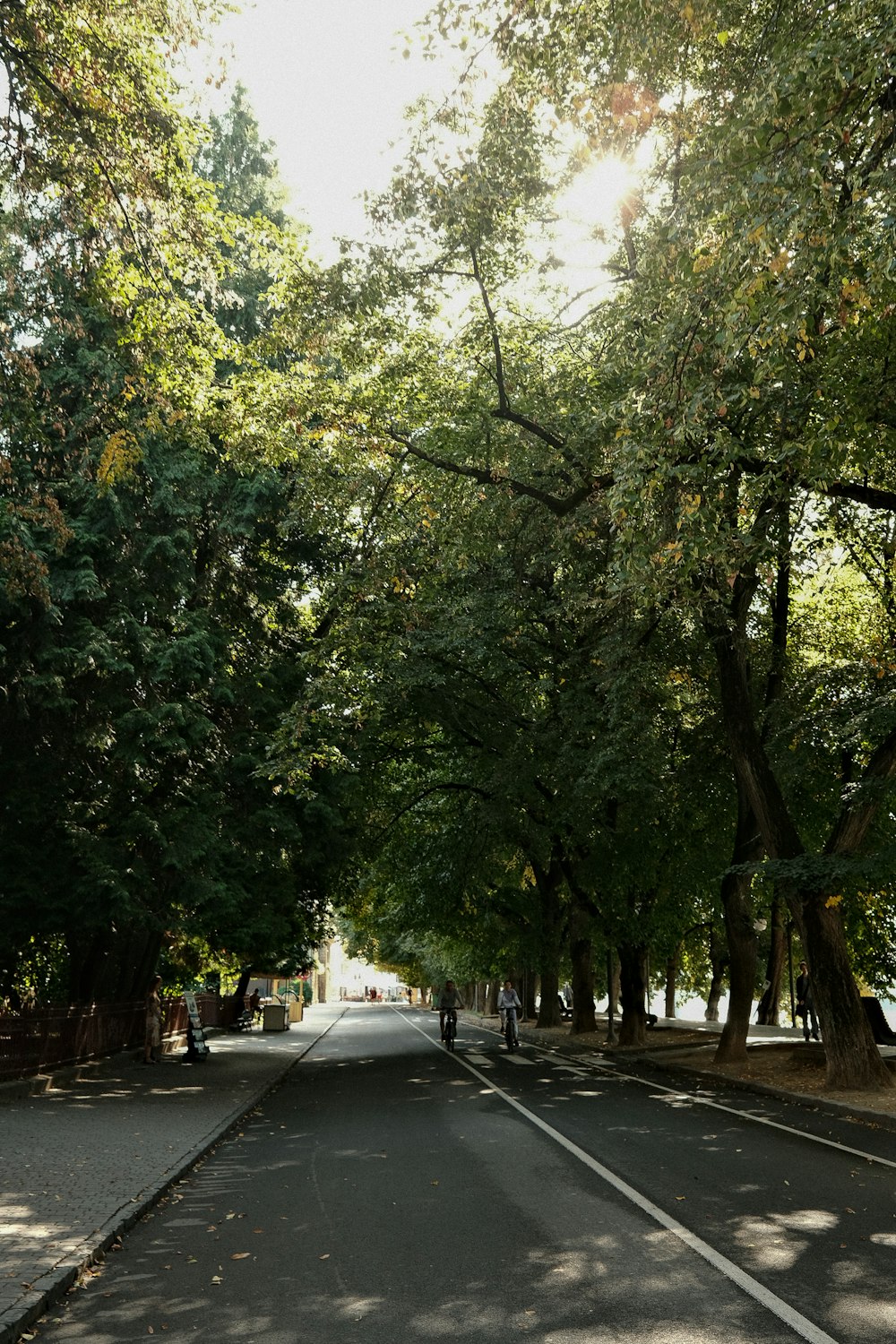 a person riding a bike down a tree lined street