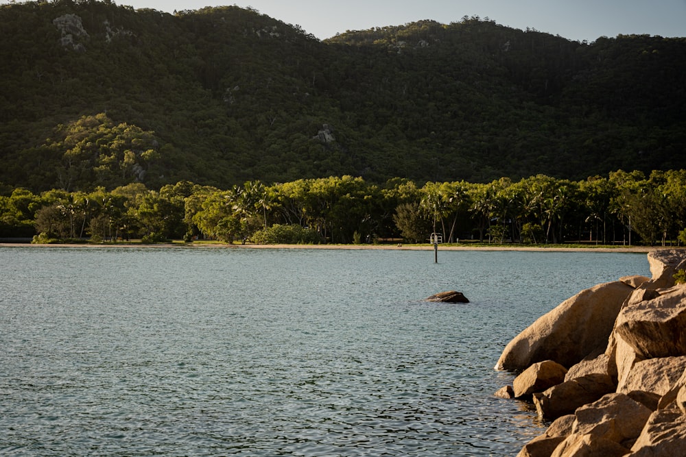 a large body of water surrounded by trees