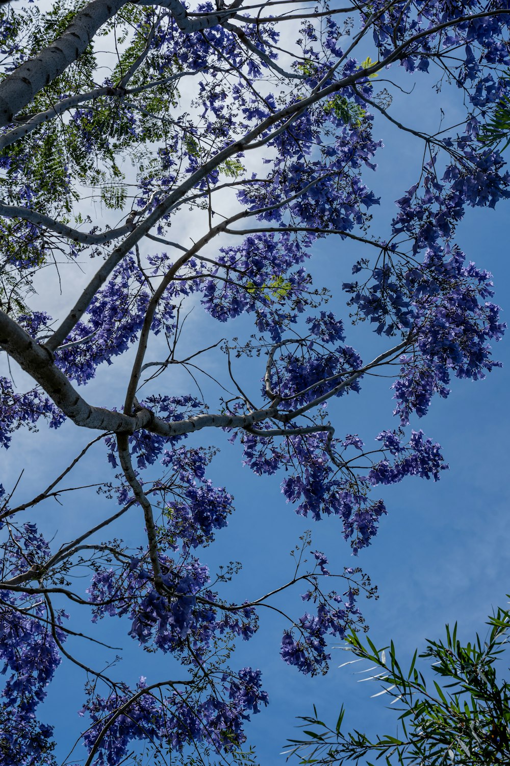 a tree with purple flowers in the foreground and a blue sky in the background