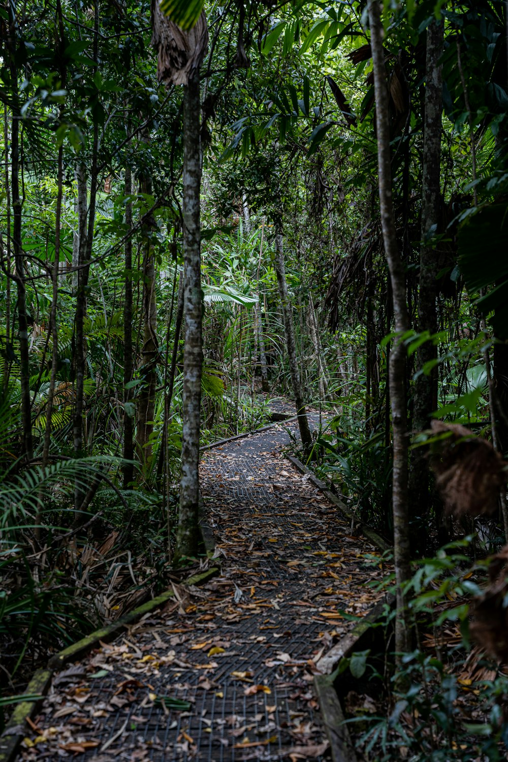 a path in the middle of a forest with lots of trees