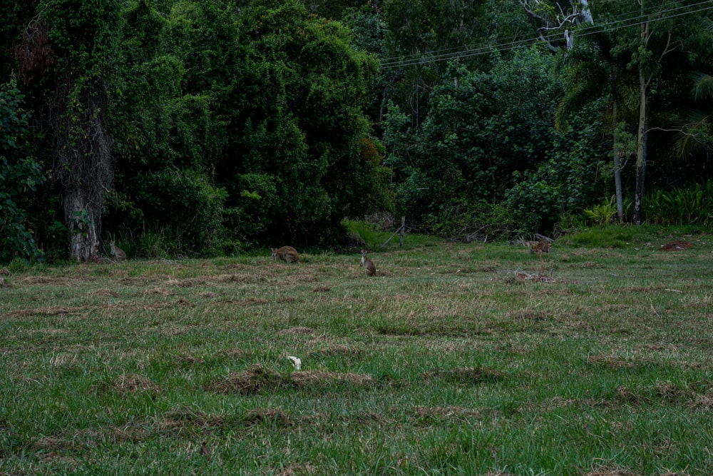 a sheep is standing in a field with trees in the background