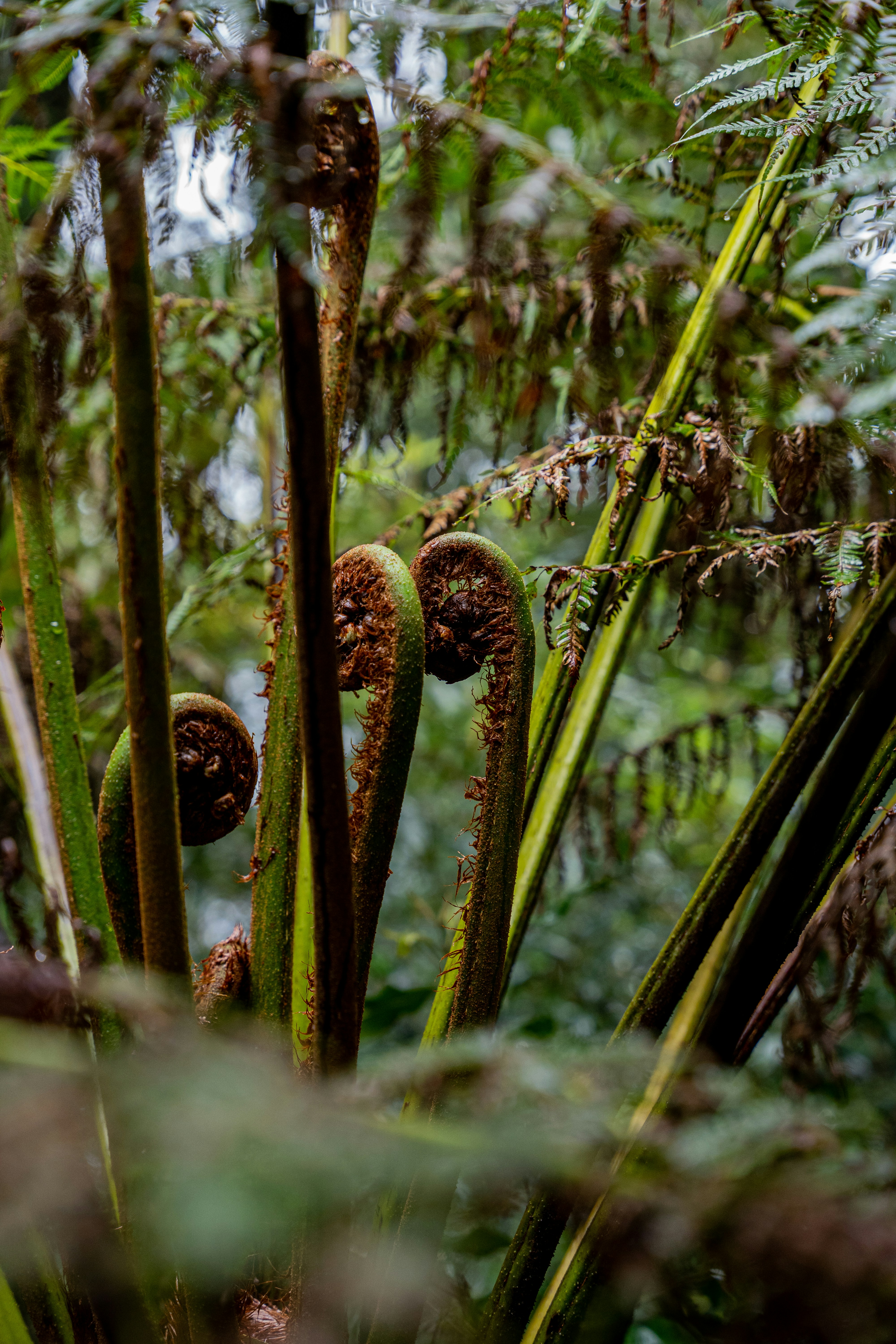 Blue Gum Bookkeeping 's image