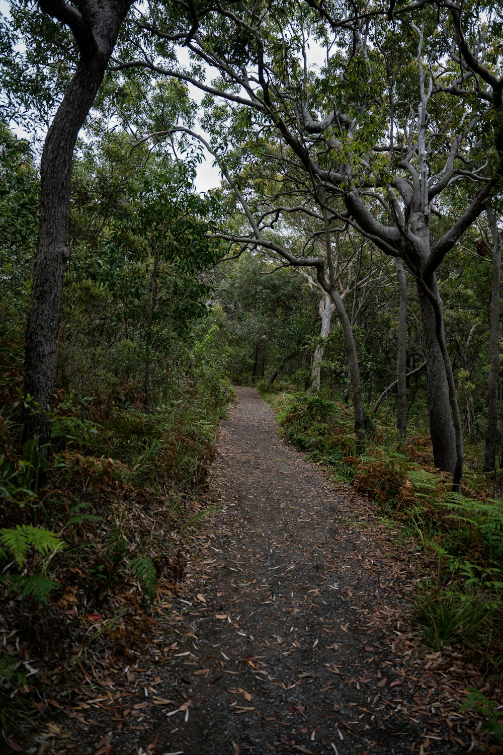 a path in the middle of a forest with lots of trees