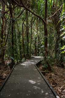 a wooden walkway in the middle of a forest