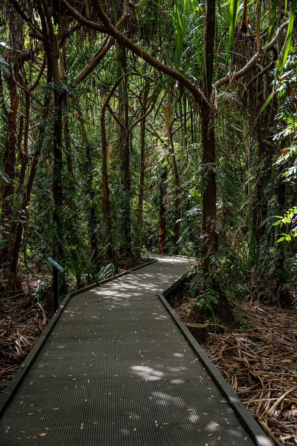 a wooden walkway in the middle of a forest