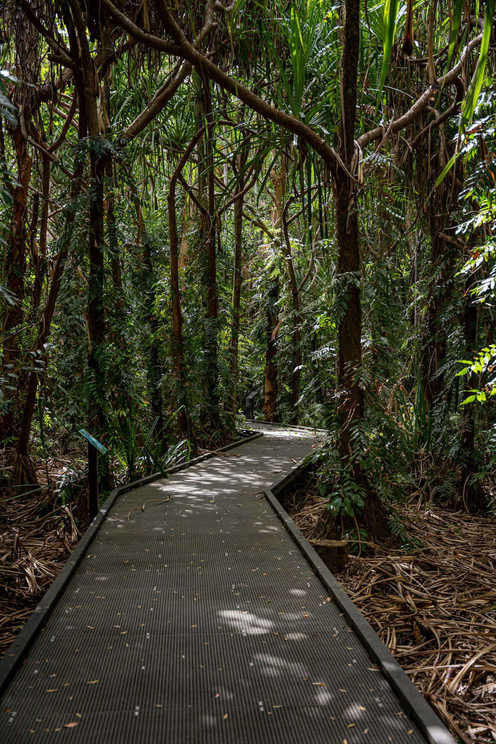 Passarela de madeira na floresta tropical australiana