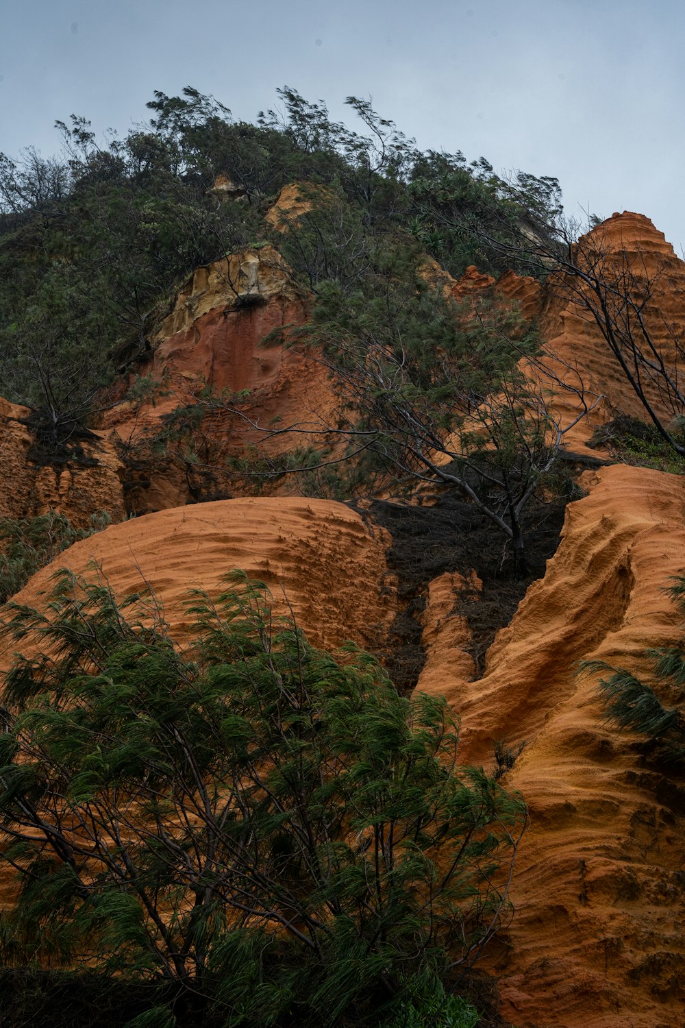 a large rock formation with trees growing out of it