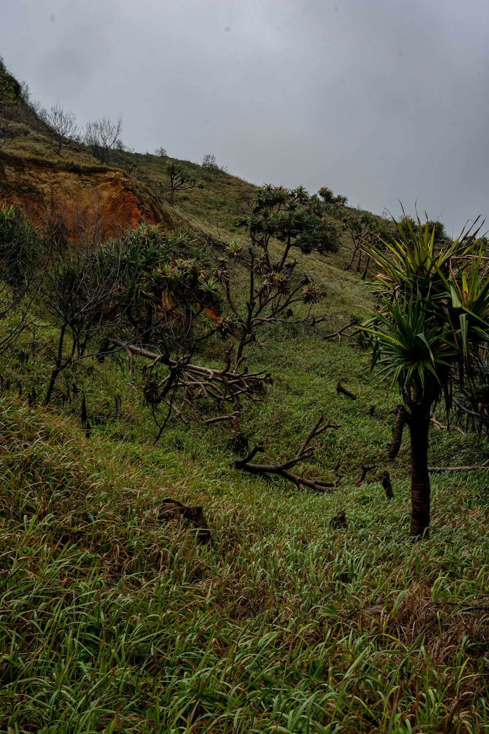 a small tree on a grassy hill side