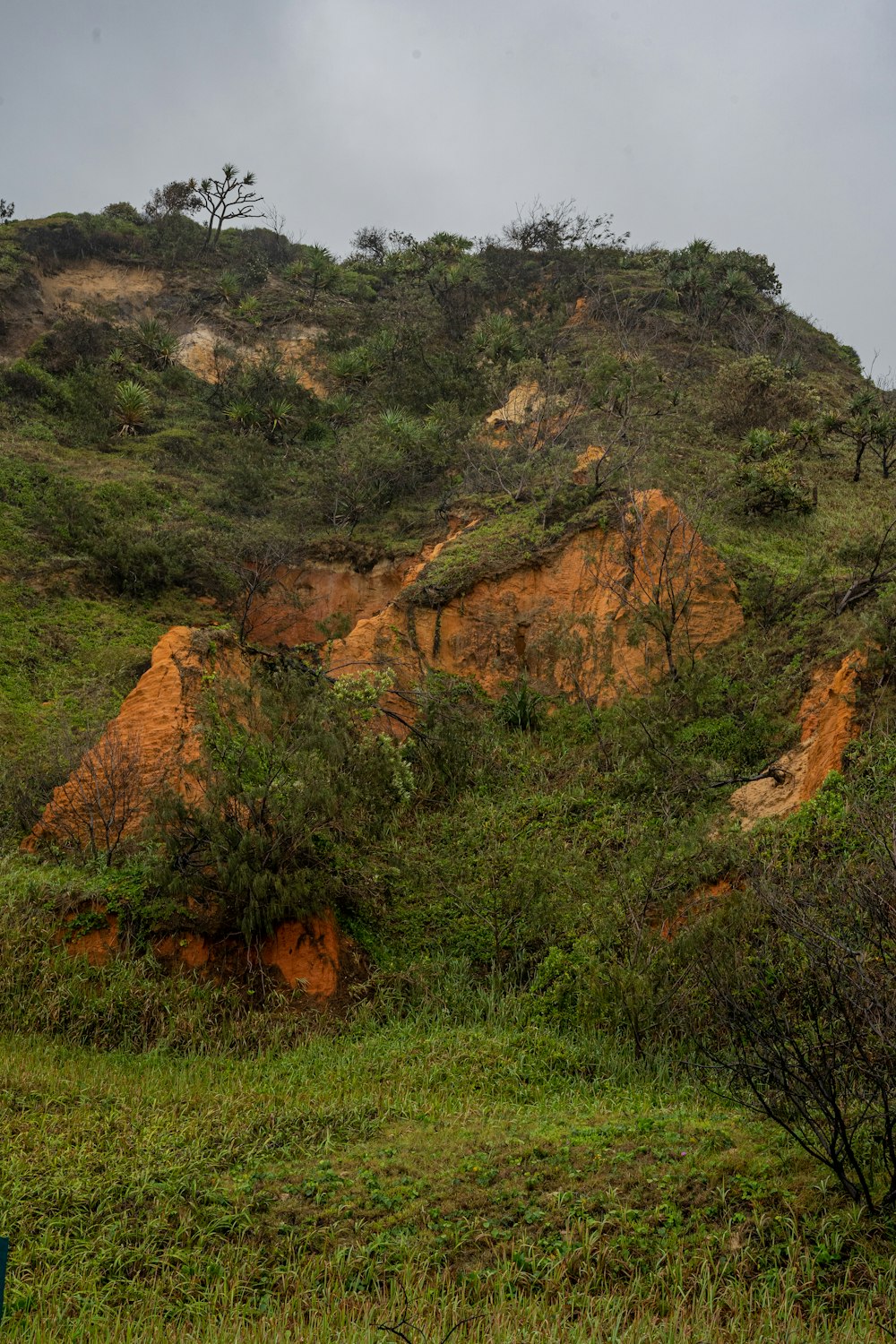 a large hill with trees on top of it