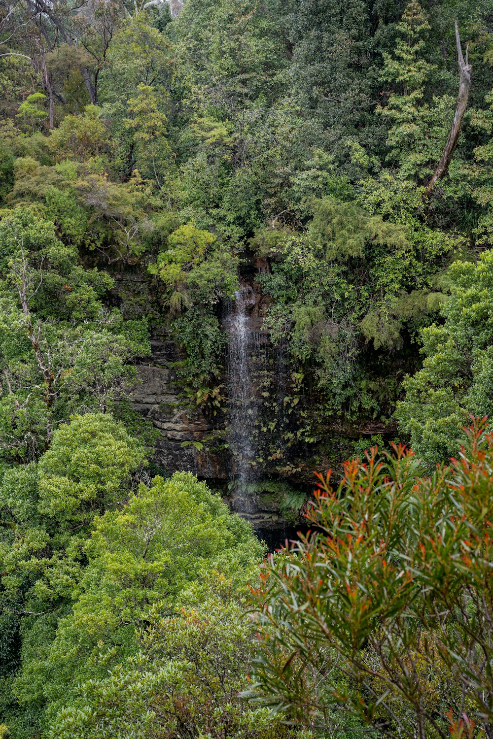 a waterfall in the middle of a forest