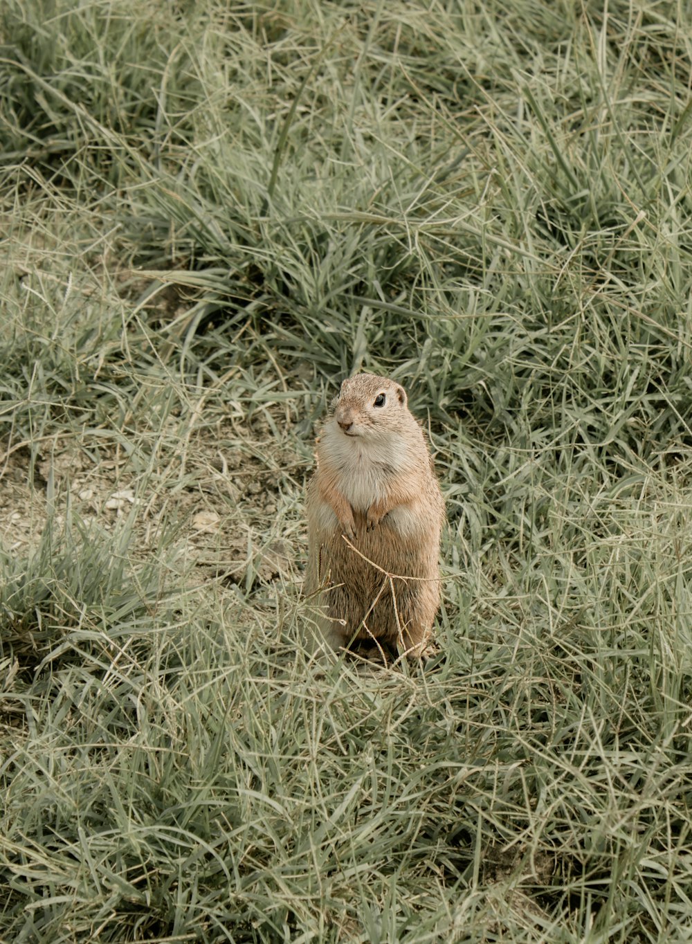 Un pequeño roedor parado en un campo de hierba