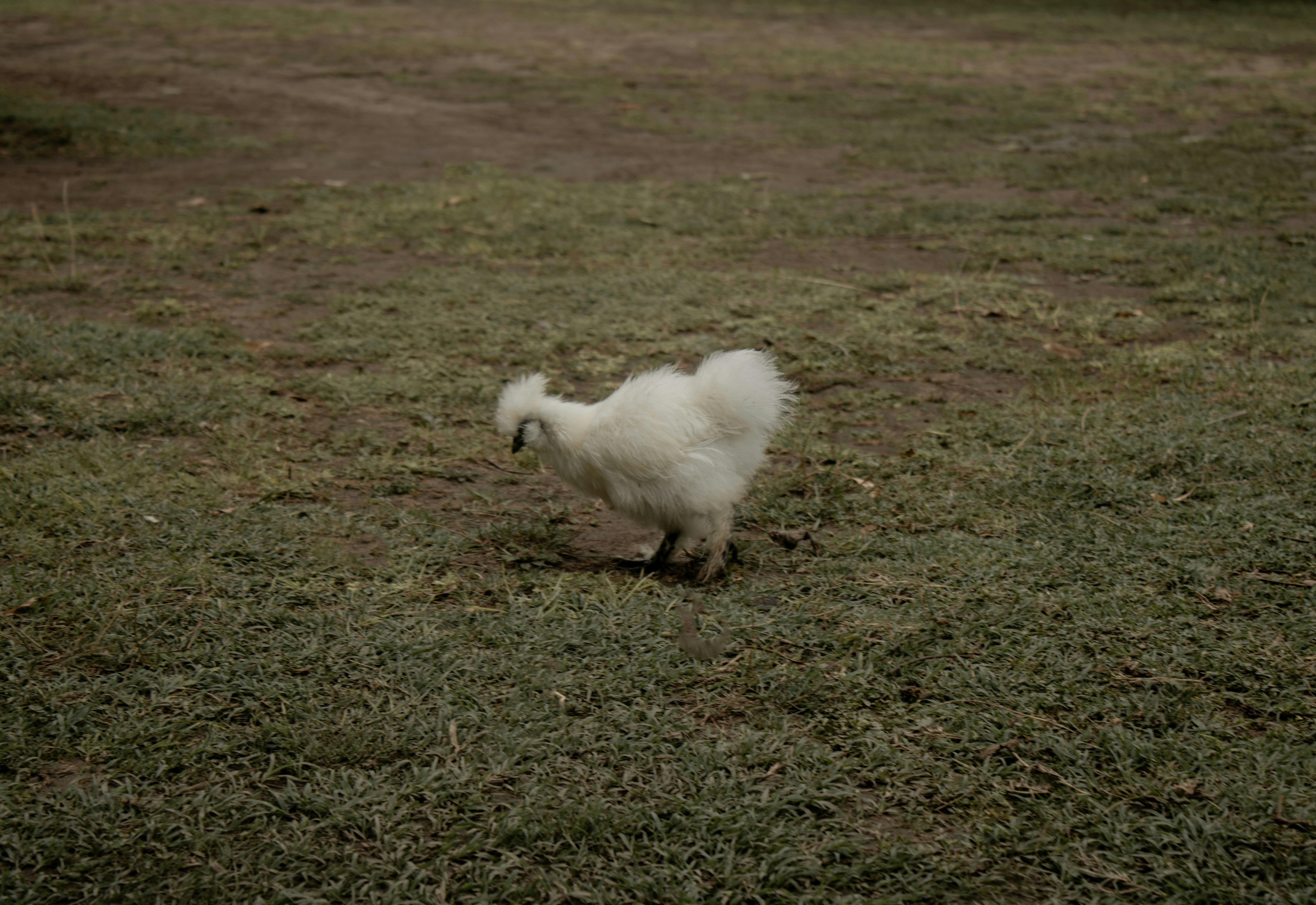 a small white dog walking across a grass covered field