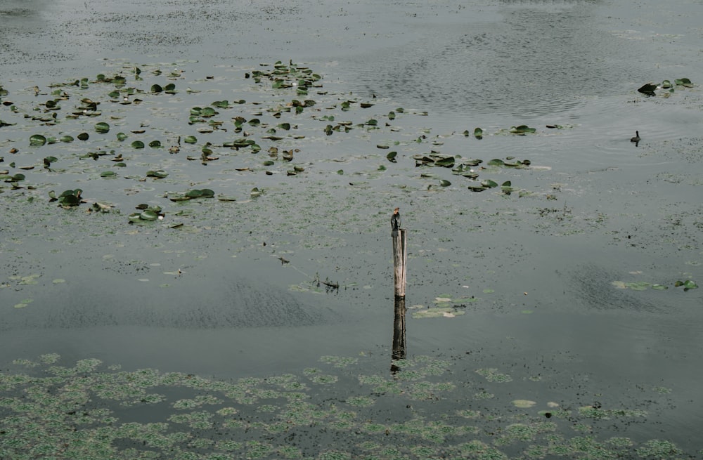 a pole in the middle of a body of water