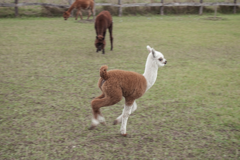 a brown and white llama running in a field