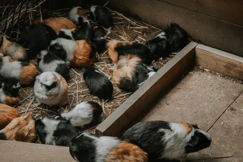 a bunch of small animals in a box