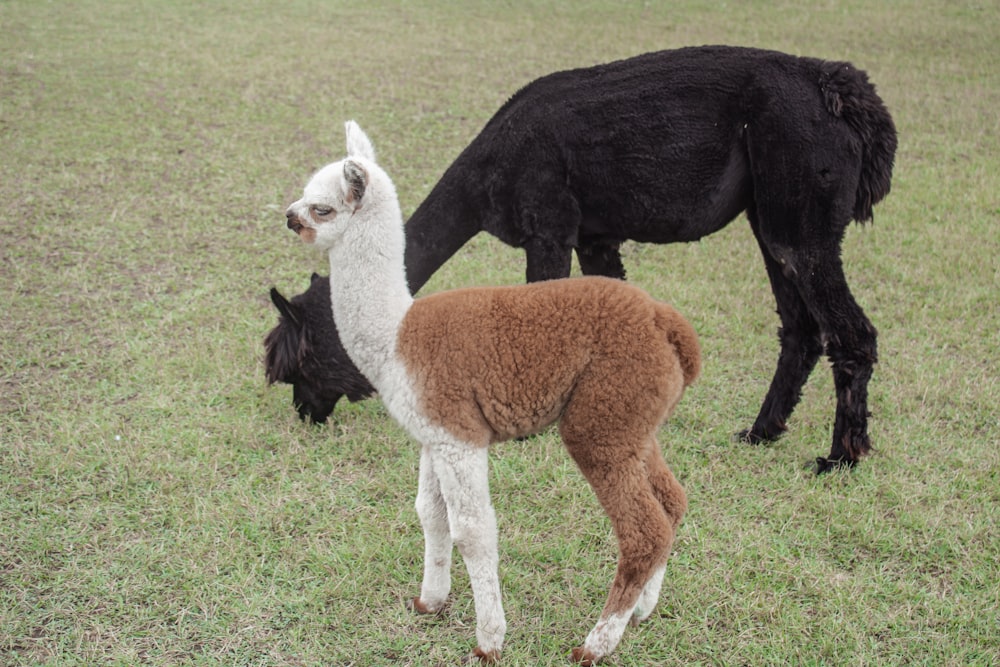 a couple of llamas are standing in a field