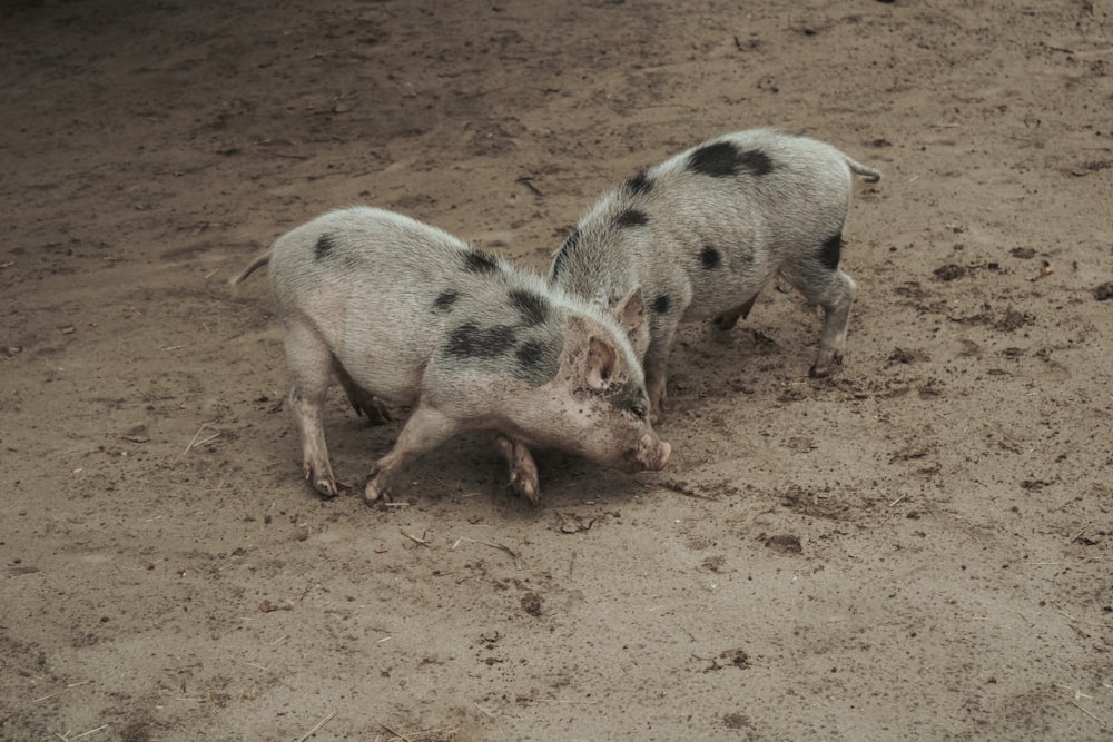 a couple of small pigs standing on top of a dirt field