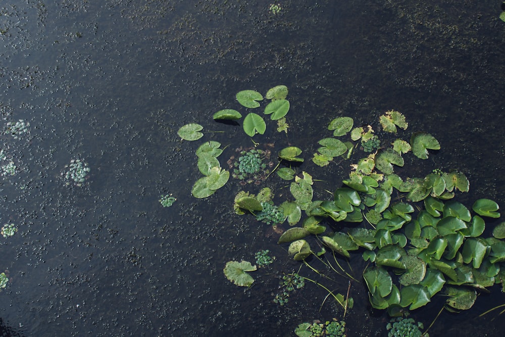 a group of plants floating on top of a body of water