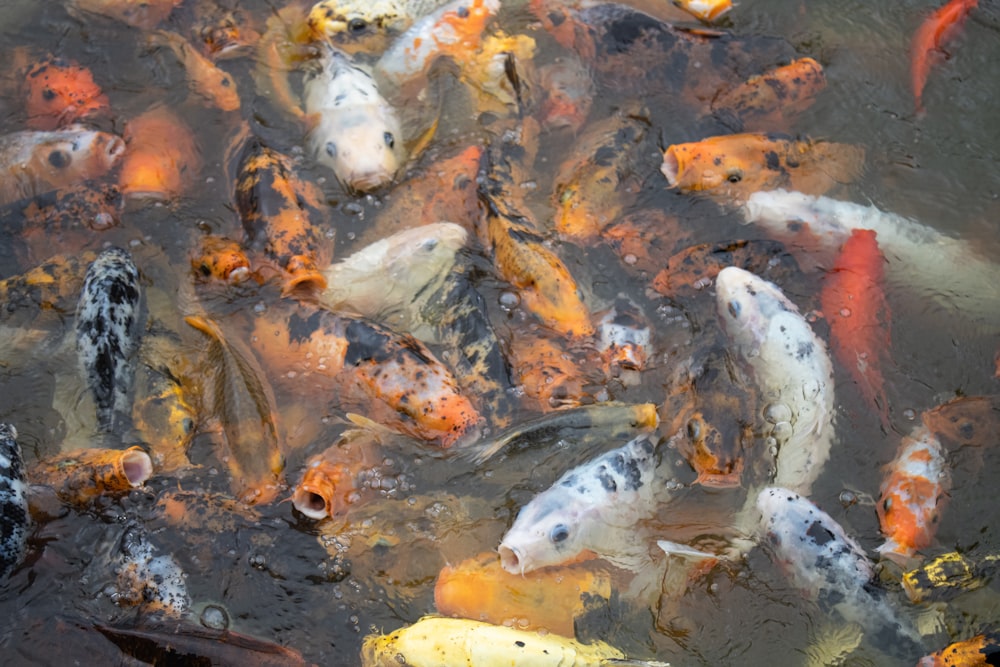 a group of fish swimming in a pond