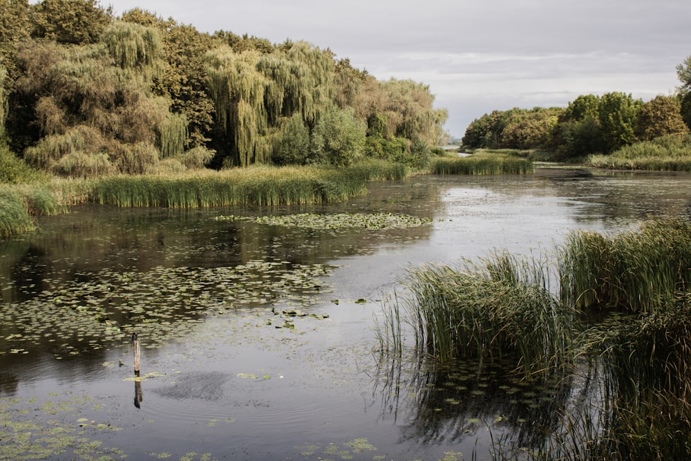 a body of water surrounded by trees and grass