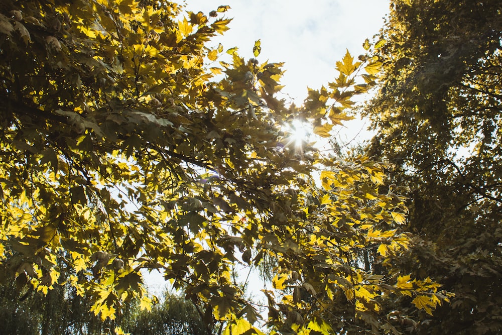 the sun shines through the leaves of a tree