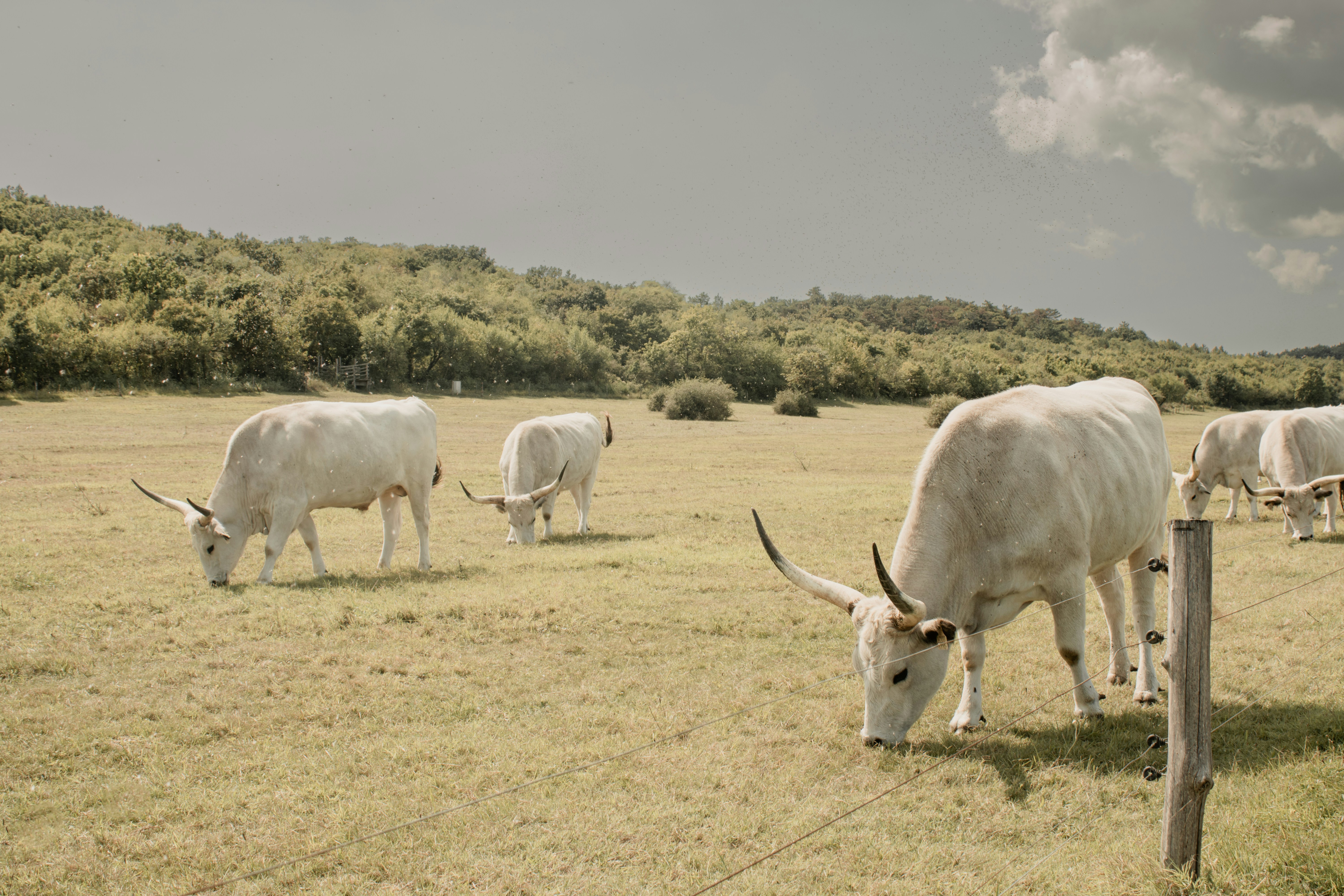 Un troupeau de bovins paissant dans un champ verdoyant