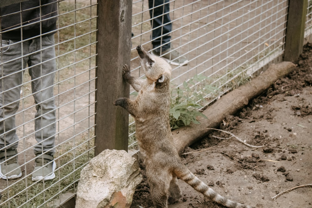a small animal reaching up to a fence