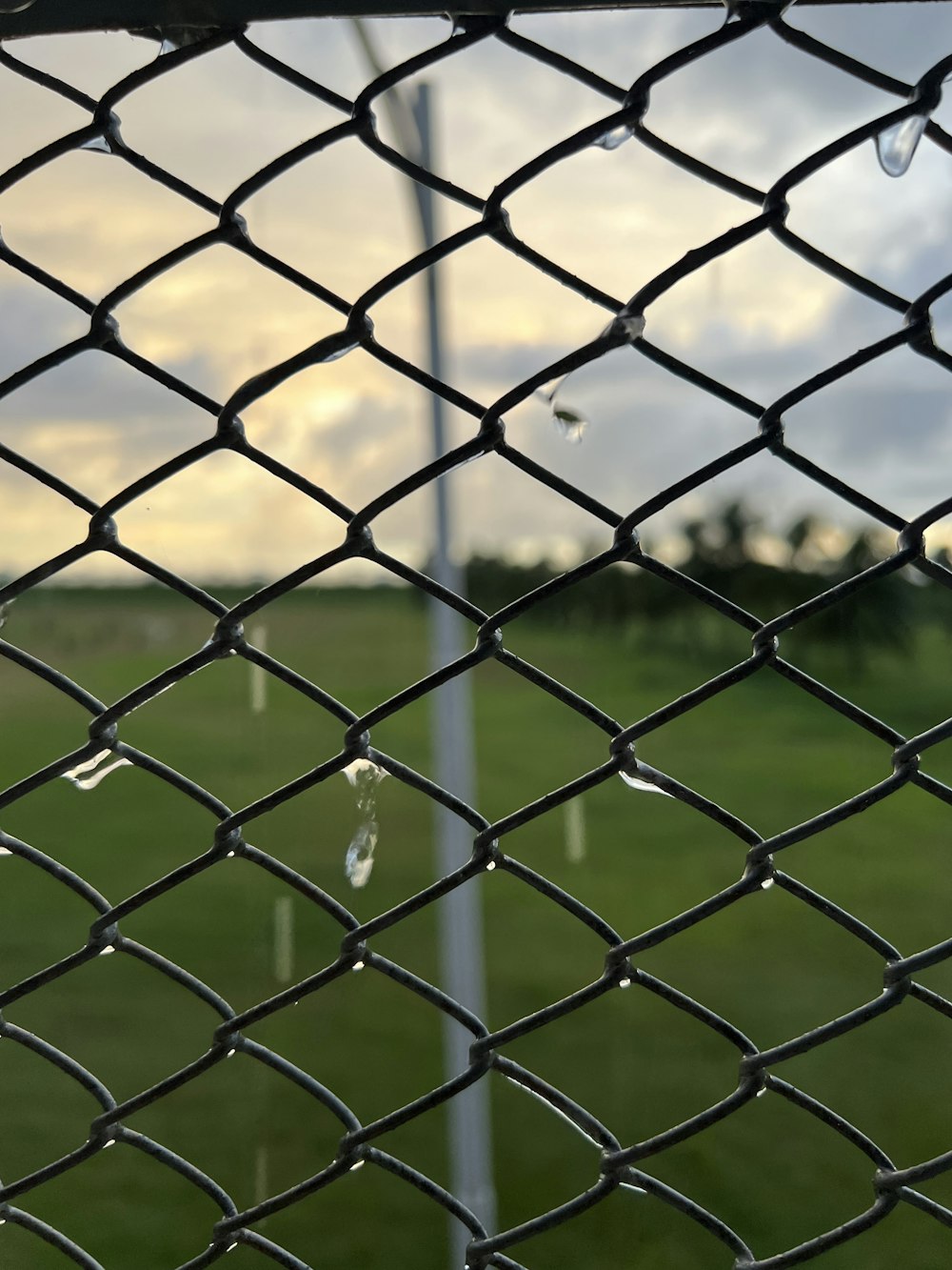 a green field behind a chain link fence