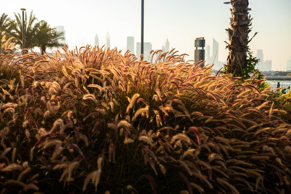 a field of grass with a city in the background