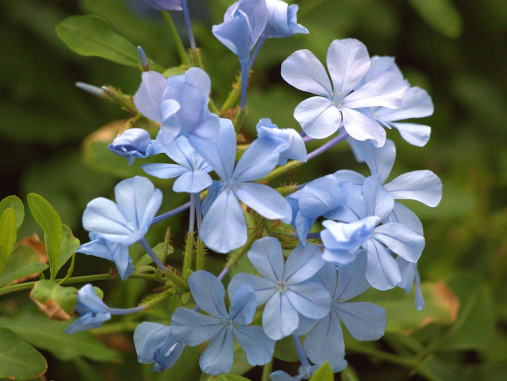 Un ramo de flores azules que están en un arbusto