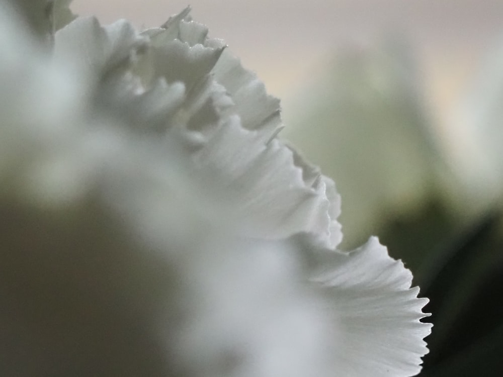 a close up of a white flower with a blurry background