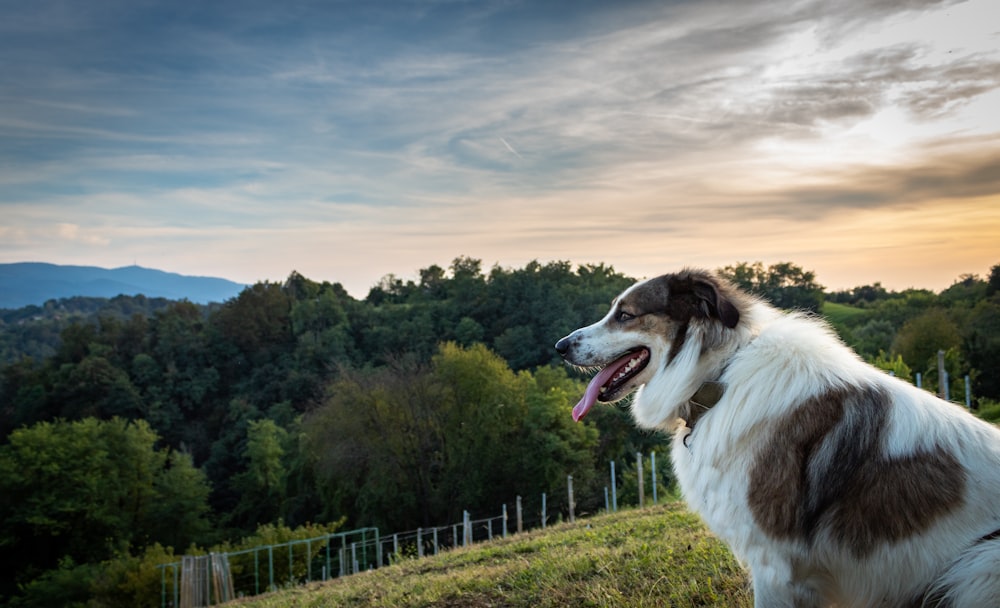 a brown and white dog standing on top of a lush green hillside