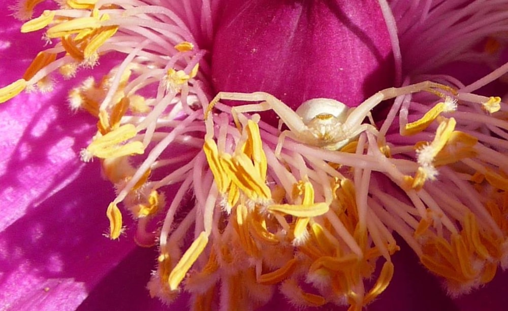 a close up of a pink flower with yellow stamen