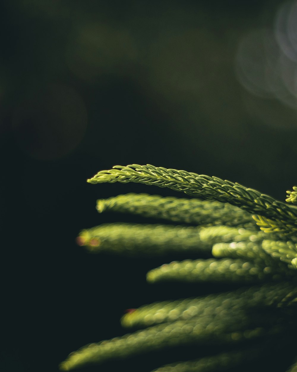 a close up of a green plant with a blurry background