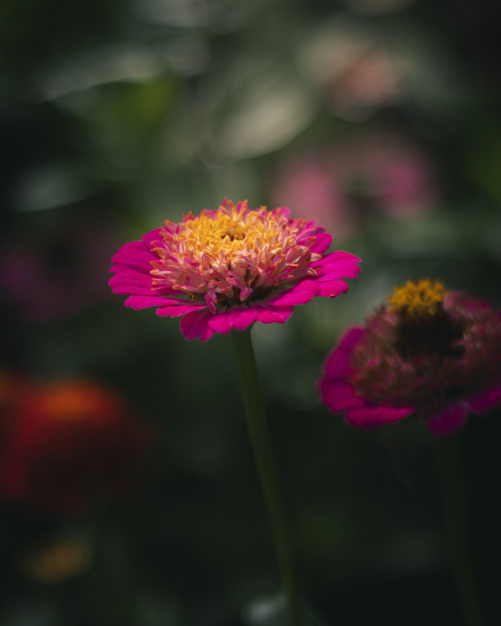 a close up of a flower with a blurry background