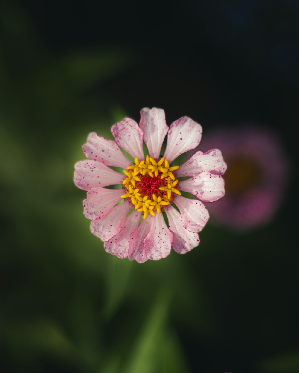 a close up of a pink flower with a yellow center