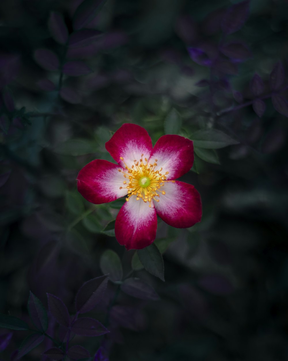 a red and white flower with a yellow center